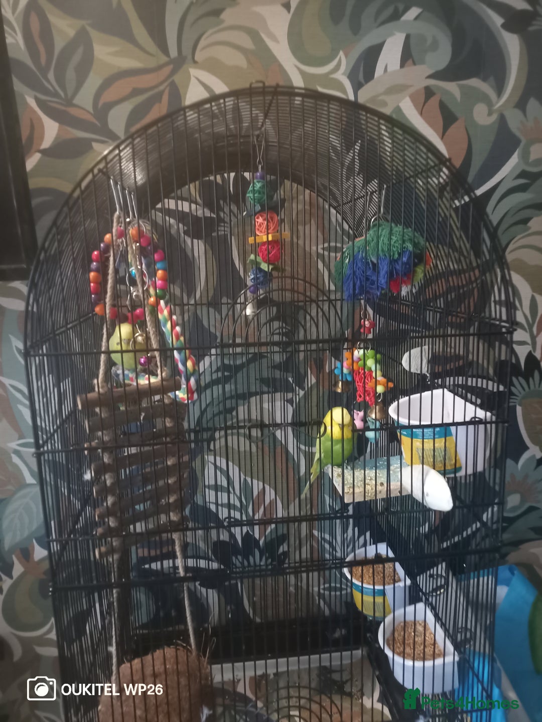 Budgerigars birds for sale: 2 budgies with cage and extras - Image 1