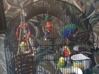 Budgerigars birds - Advert 1