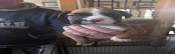Boxer dogs for sale: Flashy litter of KC registered boxer puppies  - Advert 17