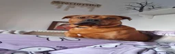 Mixed Breed dogs for sale: Staffweiler male - Advert 3