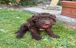 Cockapoo dogs for sale: Cockapoo puppies  - Image 5