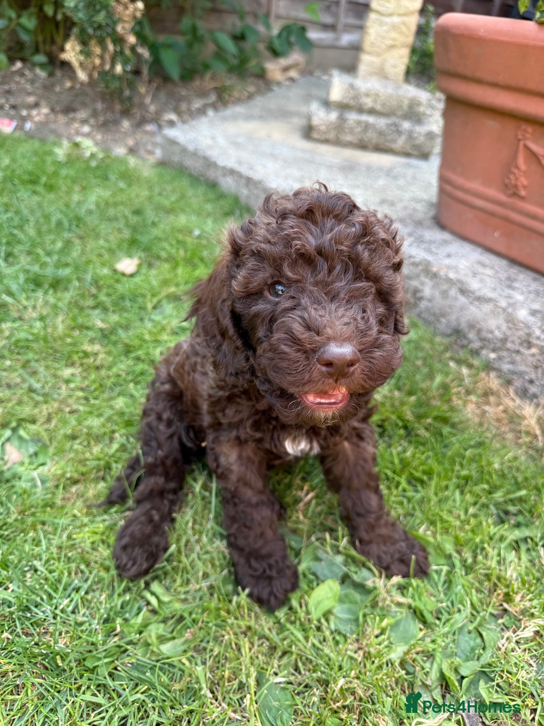 Cockapoo dogs for sale: Cockapoo puppies  - Image 5