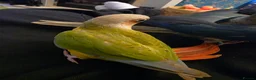 Conures birds for sale: Hand reared 325 ono - Advert 14