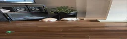 Mini Lop rabbits for sale: Two mini lops  in Chester - Advert 4