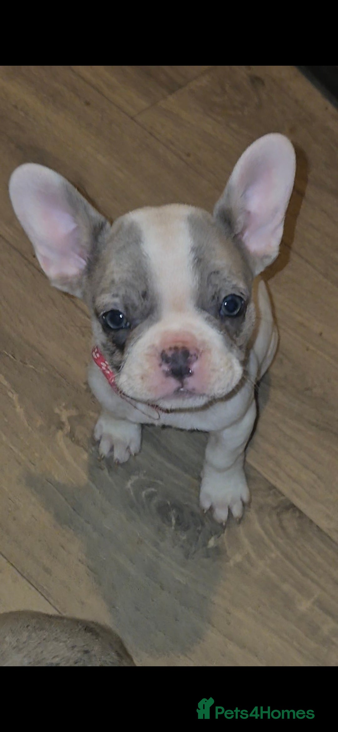 French Bulldog dogs for sale: 5 french bulldogs left!! Ready now! - Advert 36