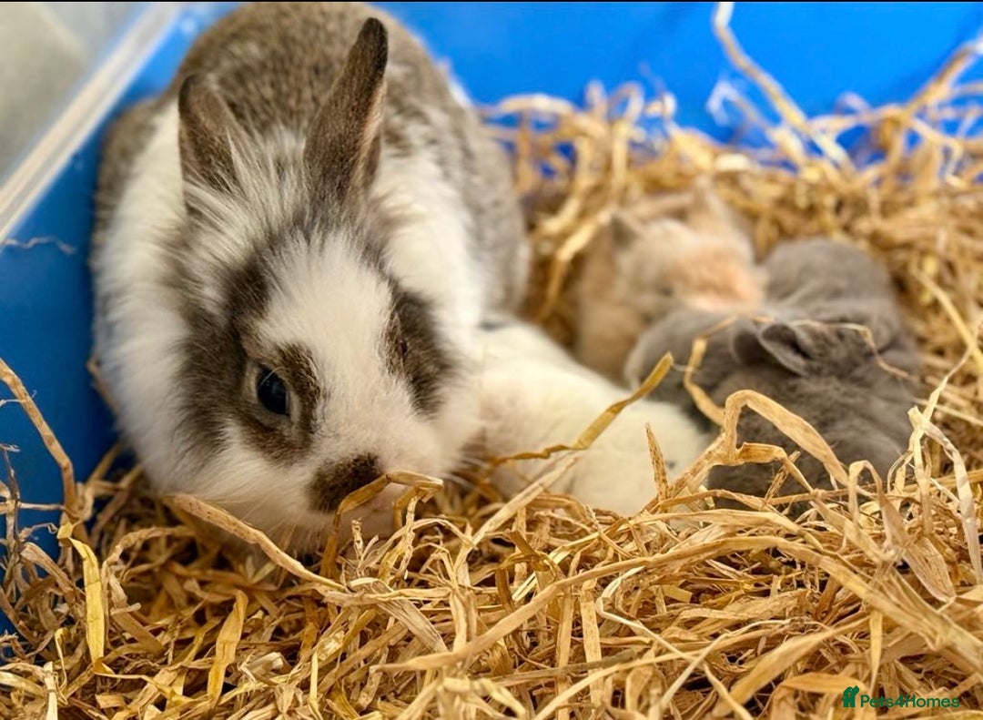 Lionhead rabbits for sale: Bonded lionhead pair  - Advert 3