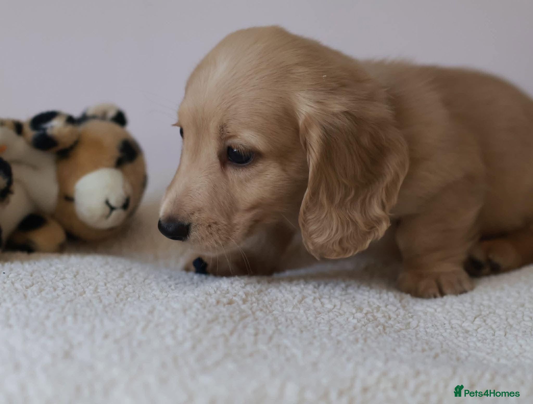 Miniature Dachshund dogs 5*Licensed+Cream+Long Hair+KC+VetChecked+PRAClear - Advert 2