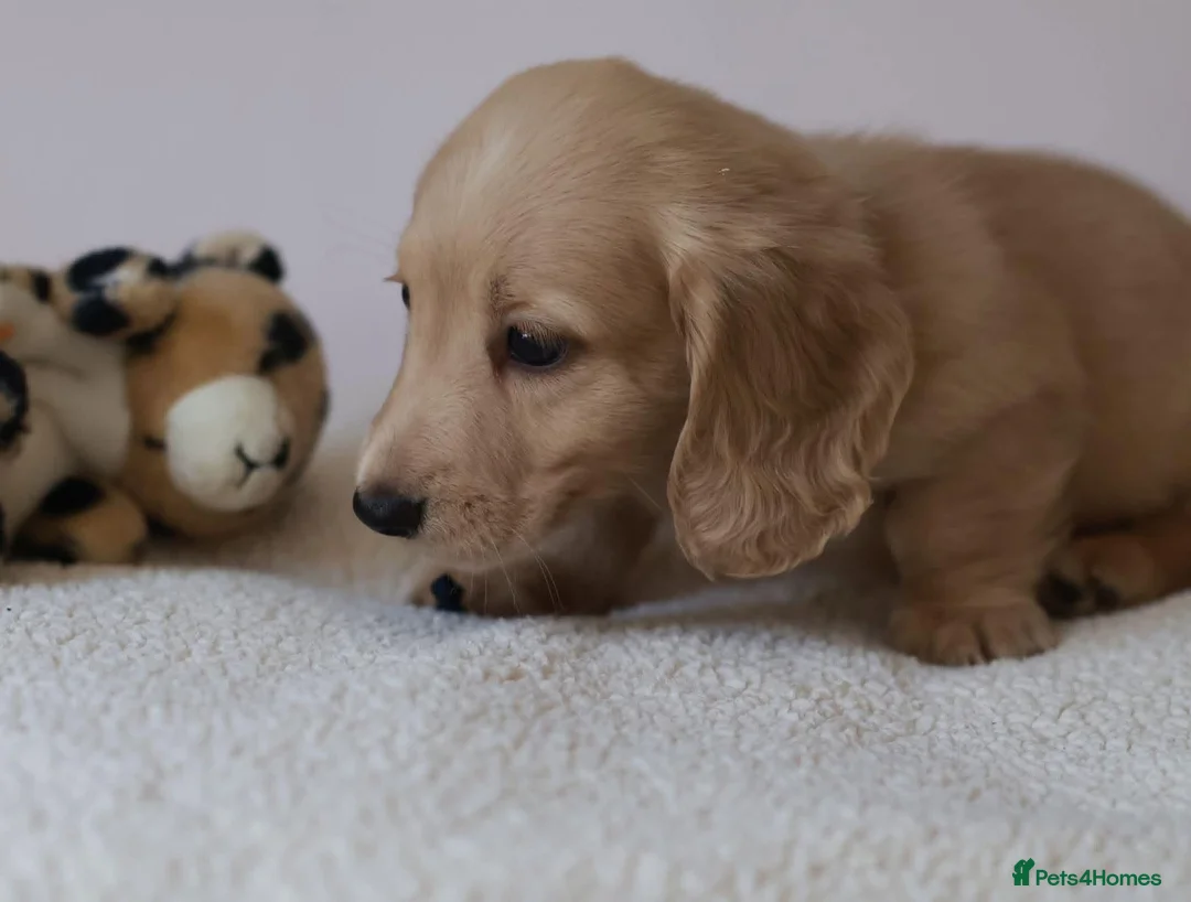 Miniature Dachshund dogs for sale: 5*Licensed+Cream+Long Hair+KC+VetChecked+PRAClear - Advert 2