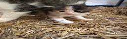 Mixed Breed cats for sale: Farm kitten - Advert 3