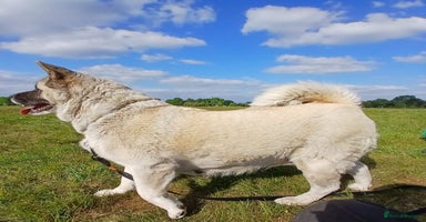 Akita dogs - Advert 2