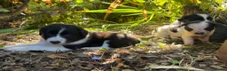 Border Collie dogs for sale: 2 border collie Pups- Ready to go now! - Advert 10