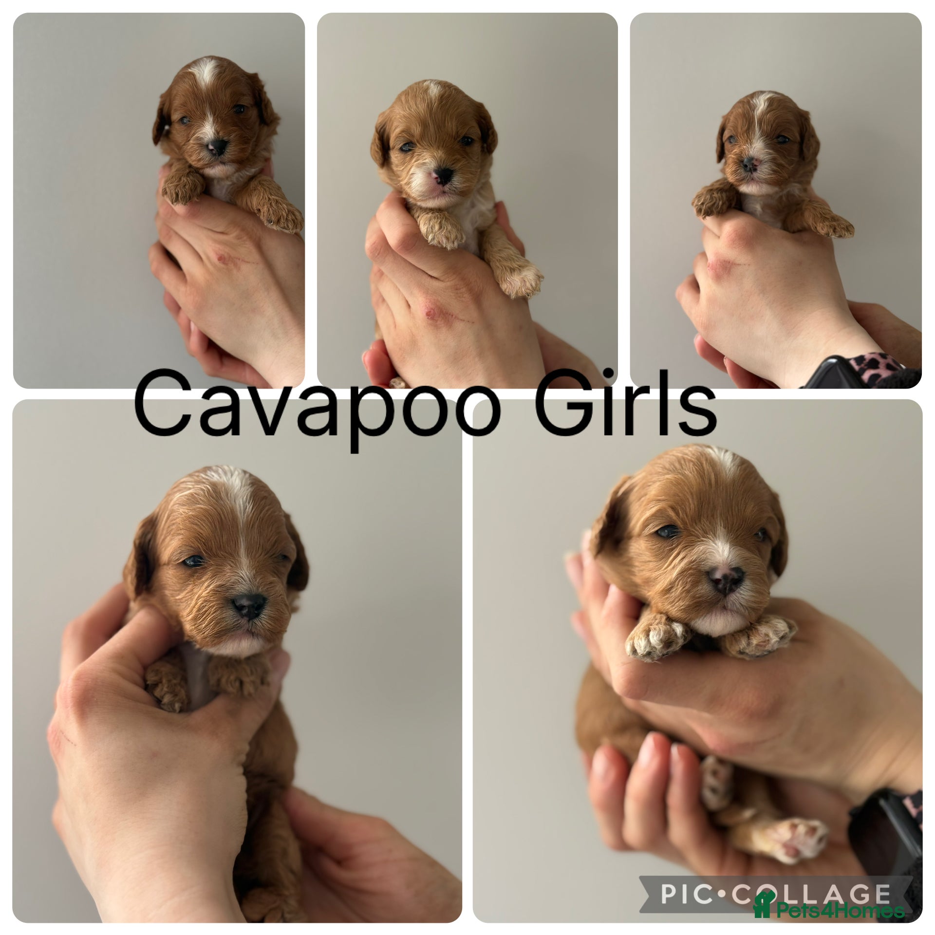 Cavapoo dogs Stunning F1 Red Cavapoo Girls  - Advert 2