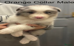 Border Collie dogs for sale: 9 Beautiful B&W & Merle Border Collie Puppies 🐶 - Image 12