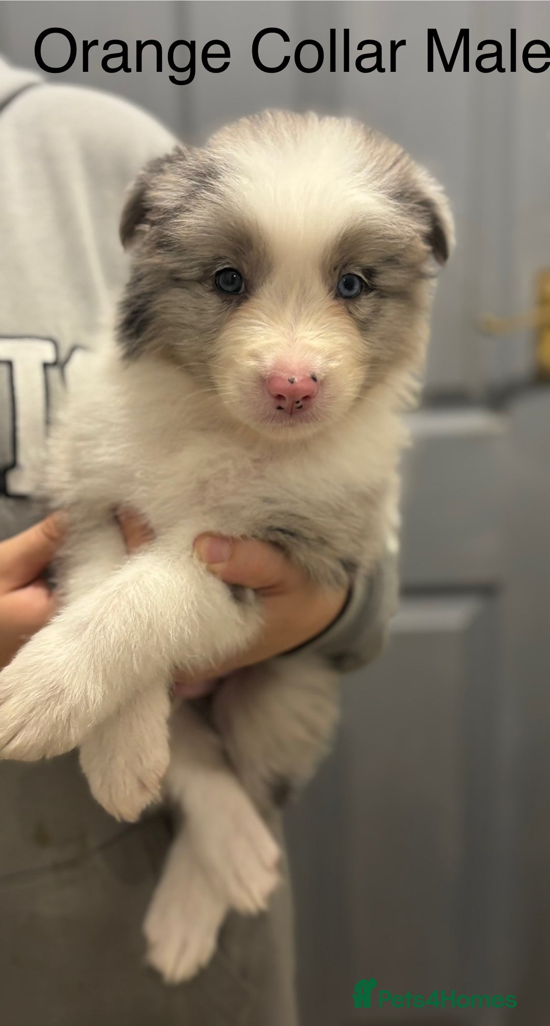 Border Collie dogs for sale: 9 Beautiful B&W & Merle Border Collie Puppies 🐶 - Image 12