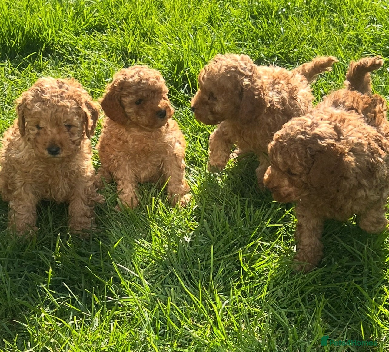 Toy Poodle dogs Stunning Pedigree  Red Toy Poodle Puppies  - Advert 1