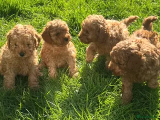 Toy Poodle dogs Stunning Pedigree Red Toy Poodle Puppies - Advert 1