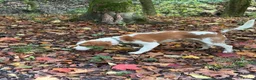 Beagle dogs for sale: Simba returnee - Advert 4