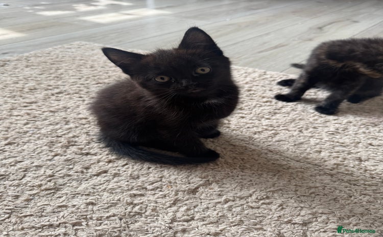 Domestic Shorthair cats in Hook - Advert 16