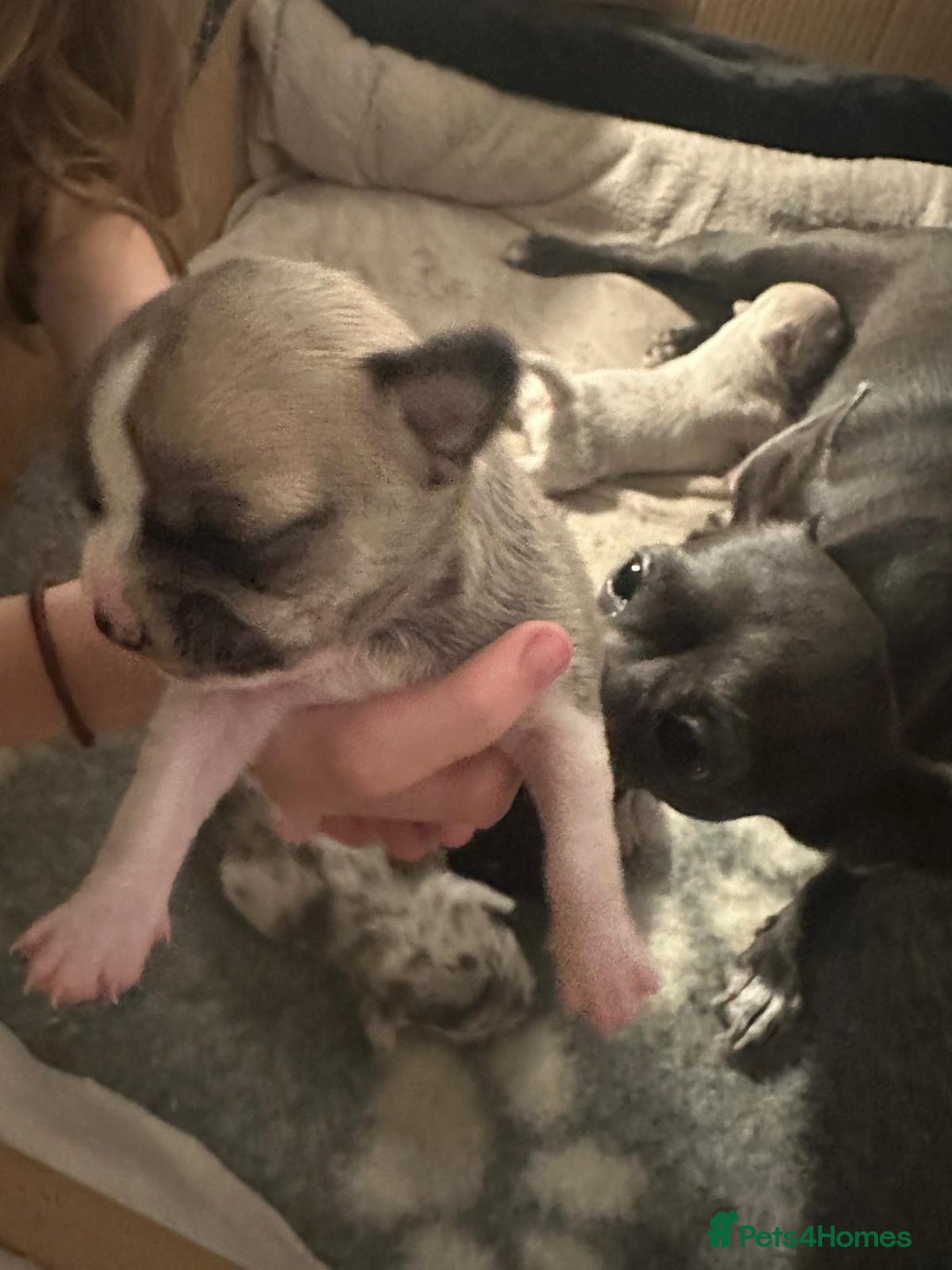 Chihuahua dogs for sale: 4 Stunning Male Apple Head Chihuahua Puppies - Image 14