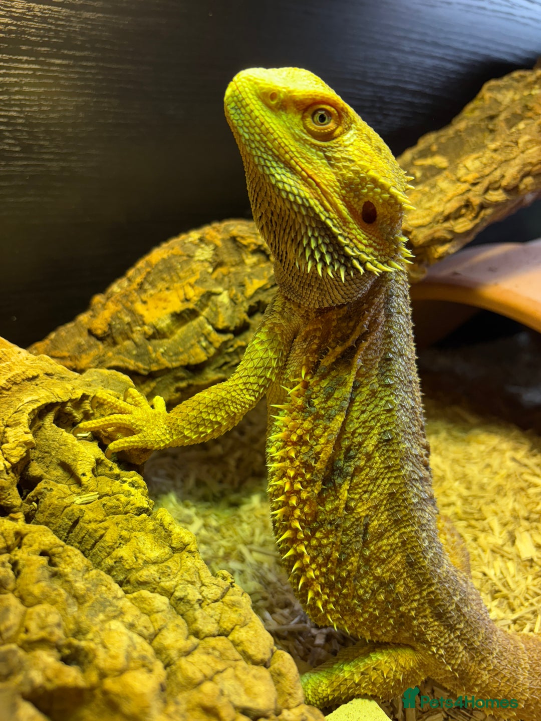 Bearded Dragon reptiles for sale: Bearded Dragon (Plus Full Set Up) Needs a New Home - Image 3