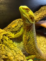 Bearded Dragon reptiles - Advert 2