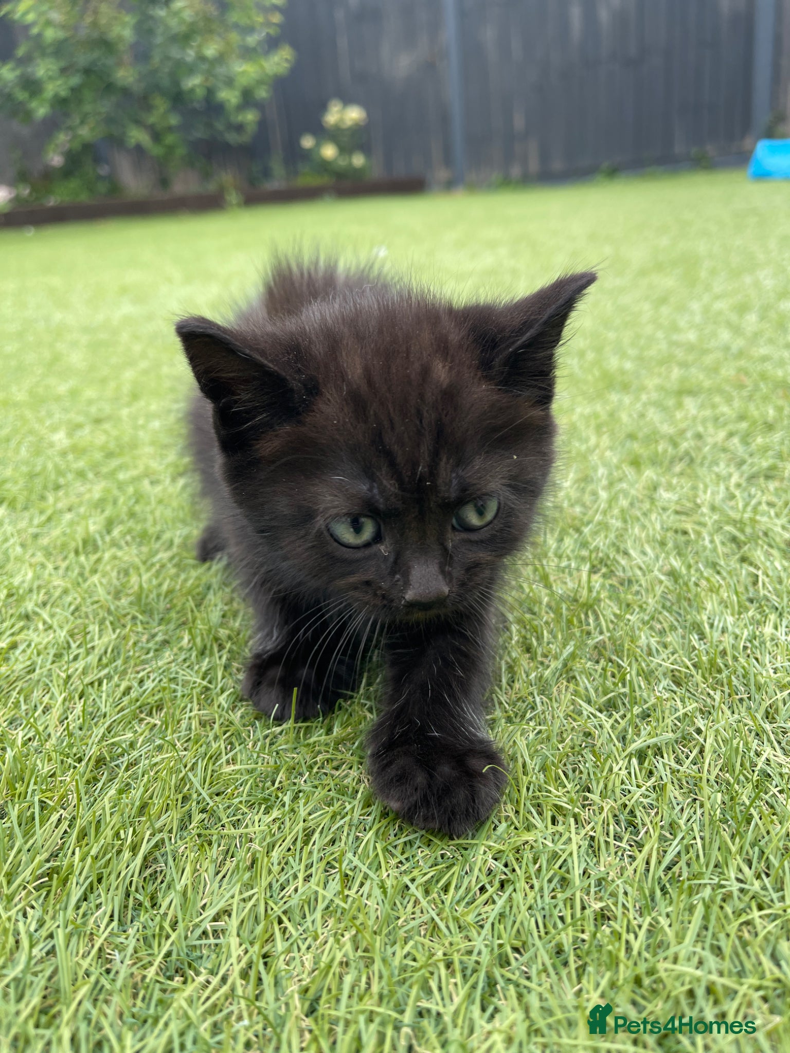 Mixed Breed cats Mixed british shorthair kitten - Advert 1