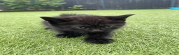 Mixed Breed cats for sale: Mixed british shorthair kitten in Swindon - Advert 13