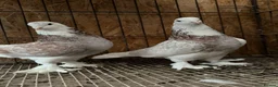 Pigeons birds for sale: FANCY WEST OF ENGLAND TUMBLERS  - Advert 22
