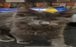 Maine Coon cats for sale:  2 beautiful maine coon kittens left - Image 2
