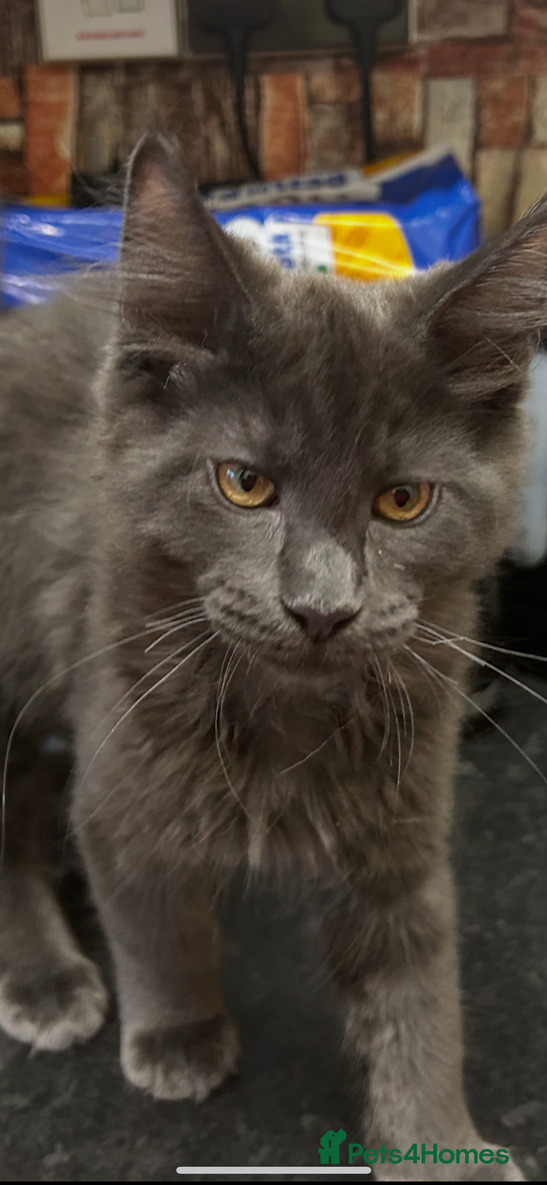 Maine Coon cats for sale:  2 beautiful maine coon kittens left - Image 2