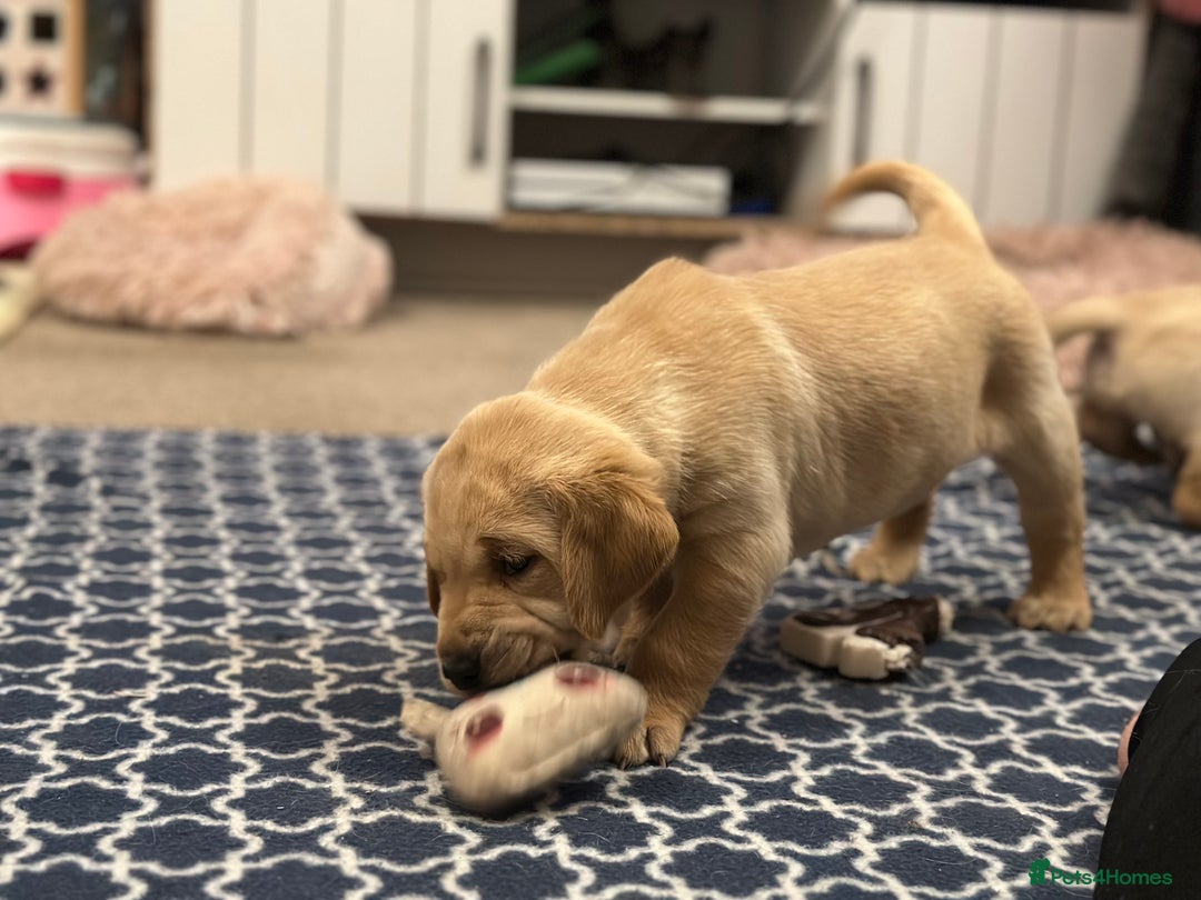 Golden Retriever dogs for sale: Friendly happy healthy, stunning puppies  - Advert 18