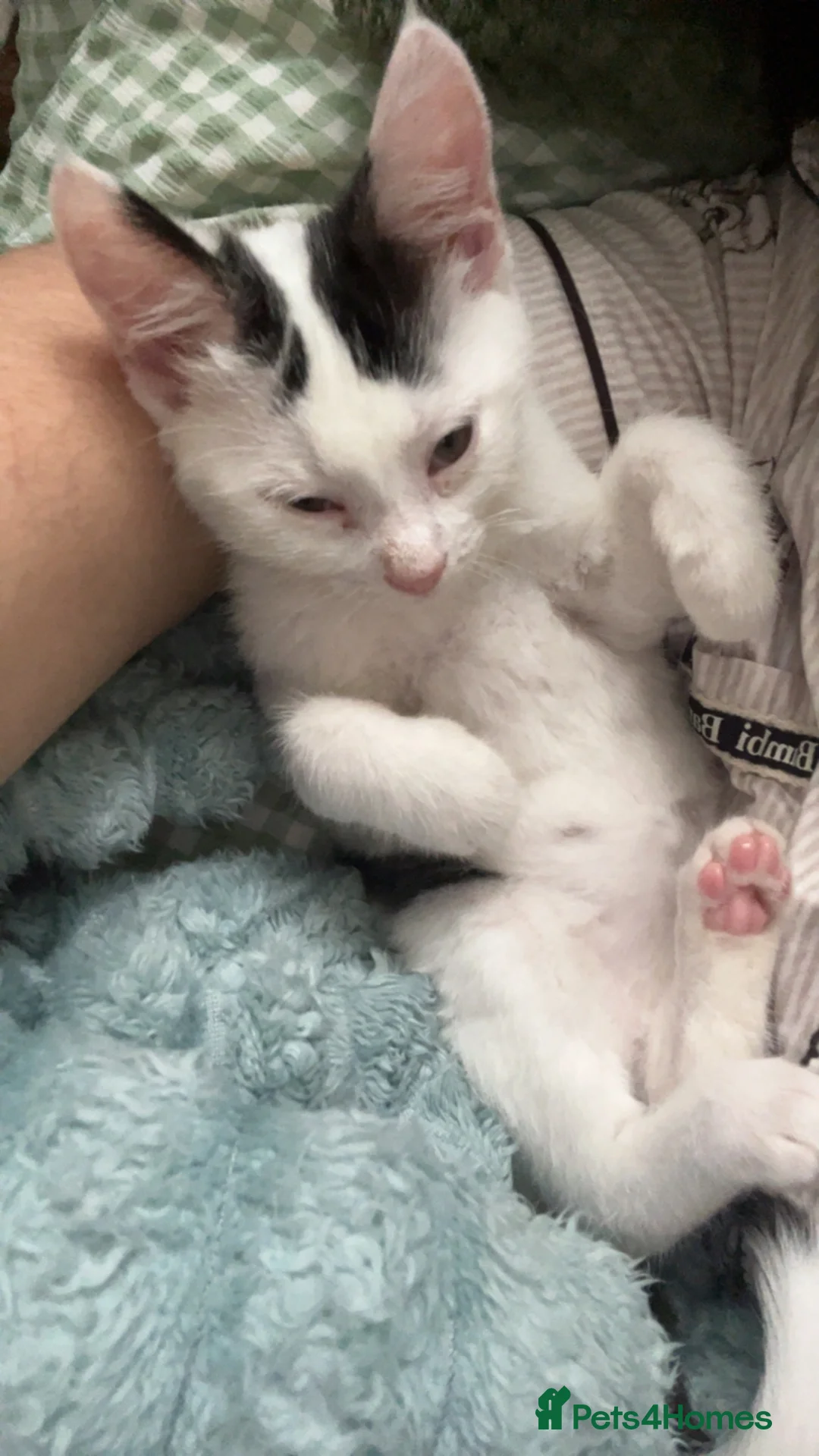 Mixed Breed cats for sale: KITTENS FOR SALE  in Leeds - Advert 8