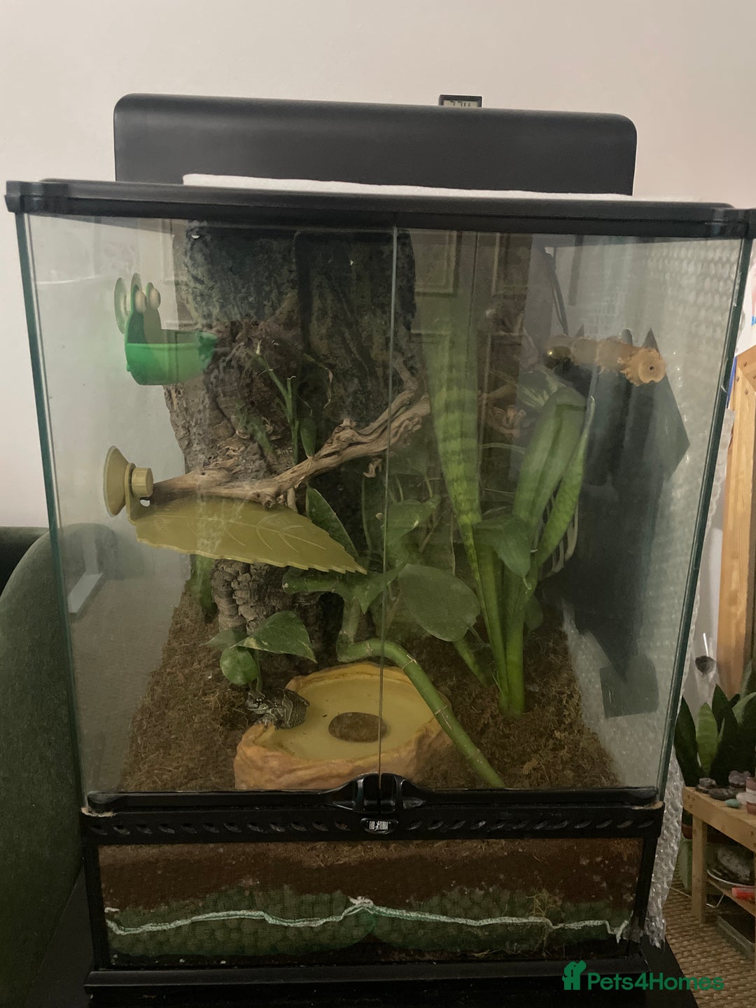 Frog reptiles for sale: Amazon Milk Frog - with Full Set Up! - Advert 6