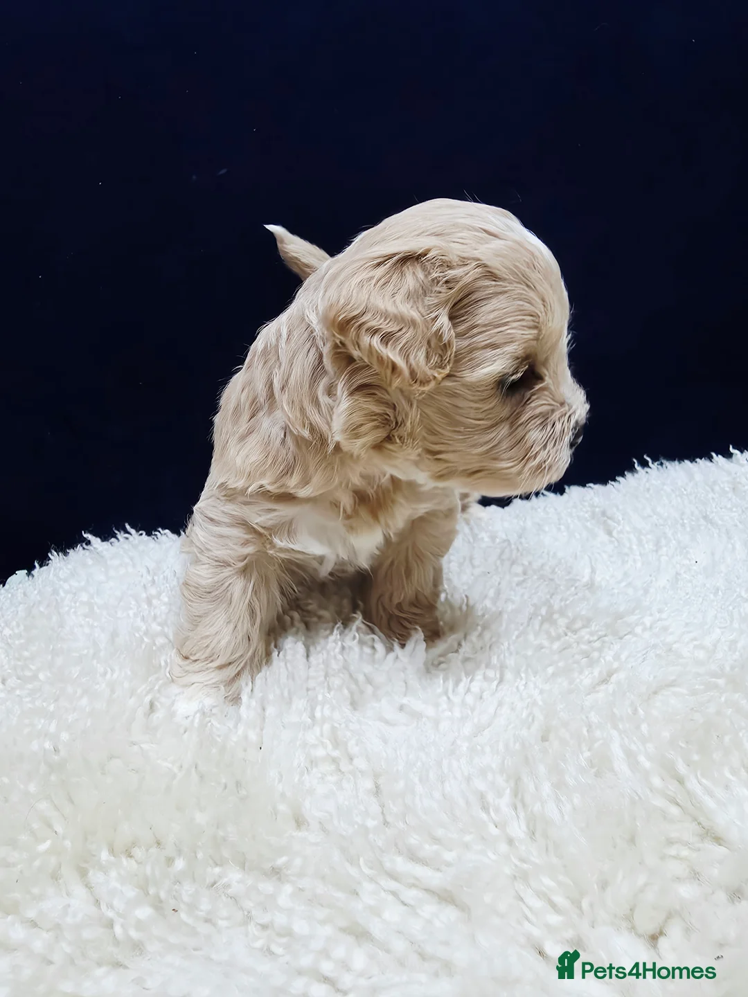 Maltipoo dogs for sale: F1B Maltipoo Puppies, Toy Size, Hypoallergenic, - Advert 19