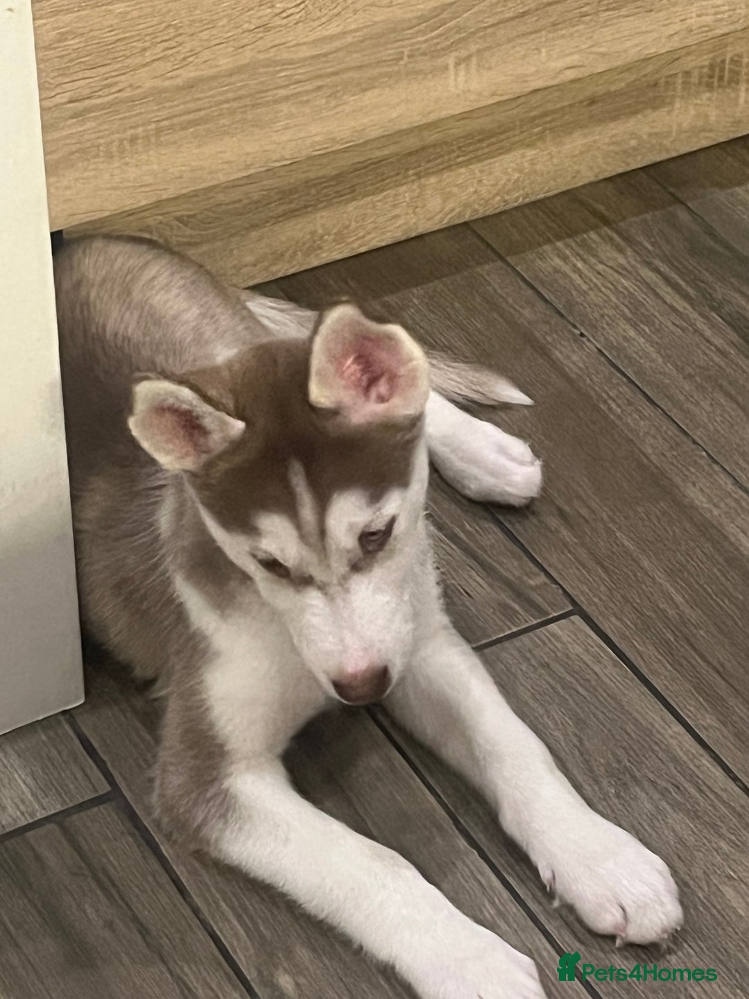 Siberian Husky dogs for sale: Siberian Husky puppies  - Advert 38