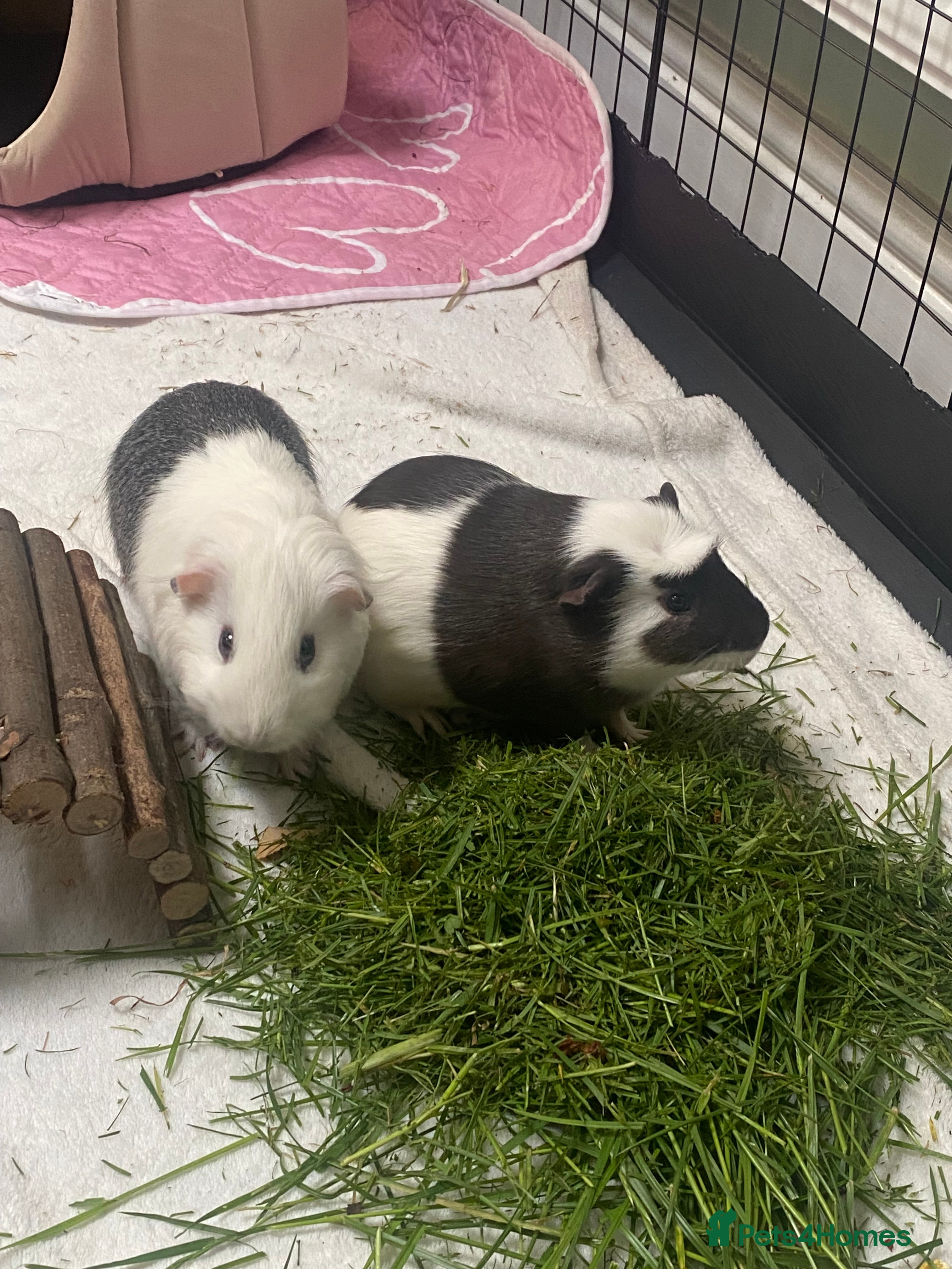 Guinea Pig rodents 2 male guinea pigs Sonic and Shadow - Advert 18
