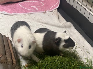 Guinea Pig rodents 2 male guinea pigs Sonic and Shadow - Advert 2