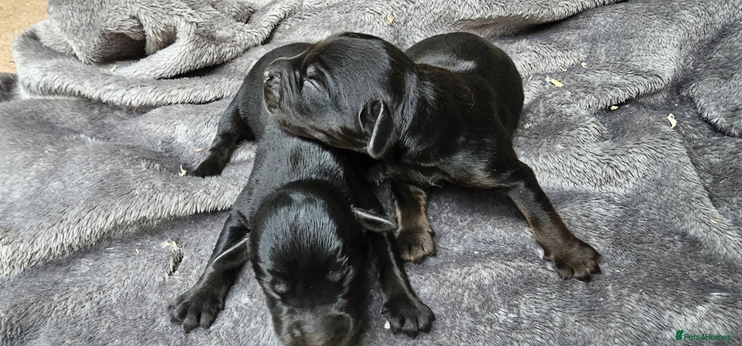 Labrador Retriever dogs for sale: 6 BEAUTIFUL BLACK PUPPIES. LAB CROSS COCKER - Image 7