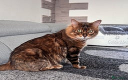Bengal cats for sale: 💎Cashmere Bengal kittens (Bengal- Longhair) 💎 - Image 20