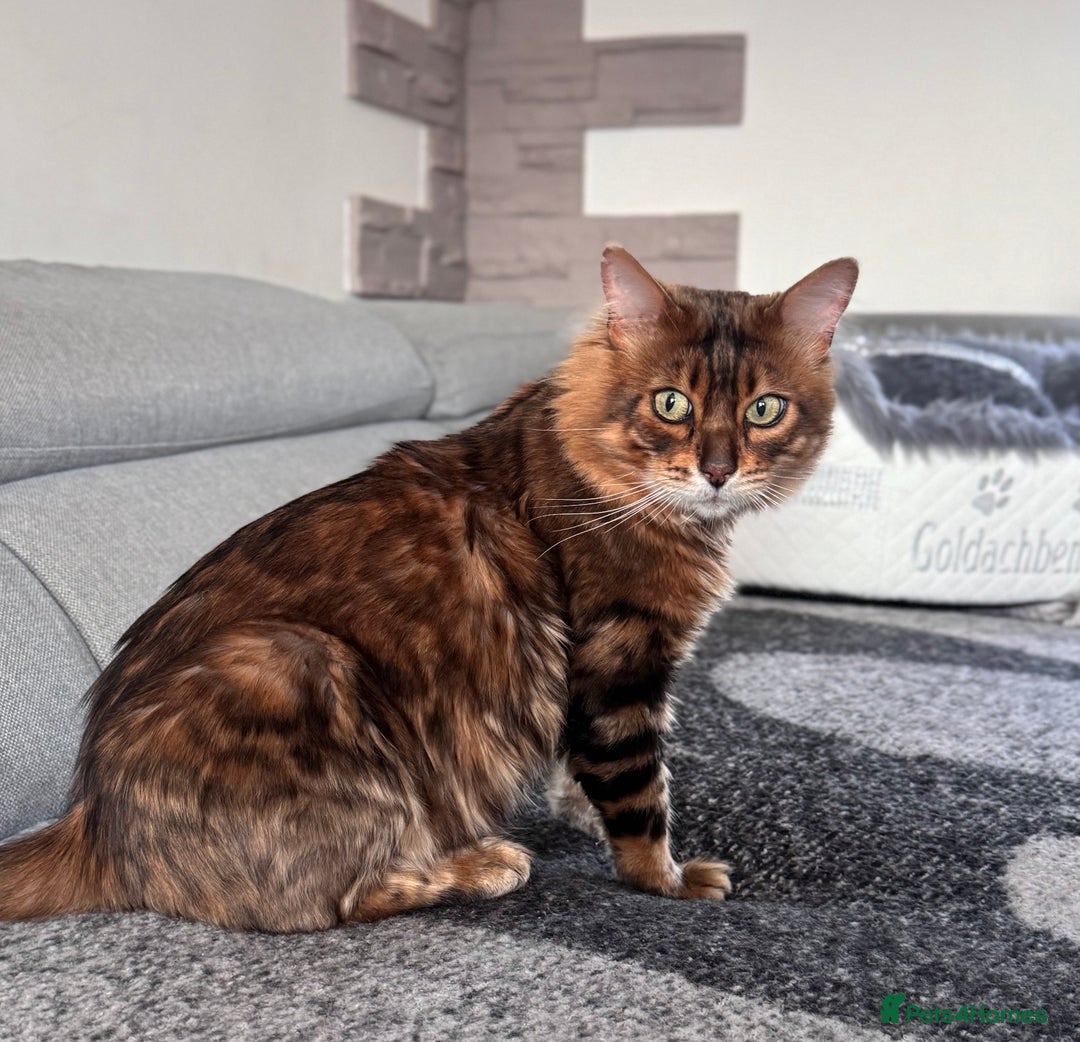 Bengal cats for sale: 💎Cashmere Bengal kittens (Bengal- Longhair) 💎 - Image 20
