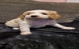 Chipoo dogs for sale: Poodle cross chihuahua puppies  - Advert 5