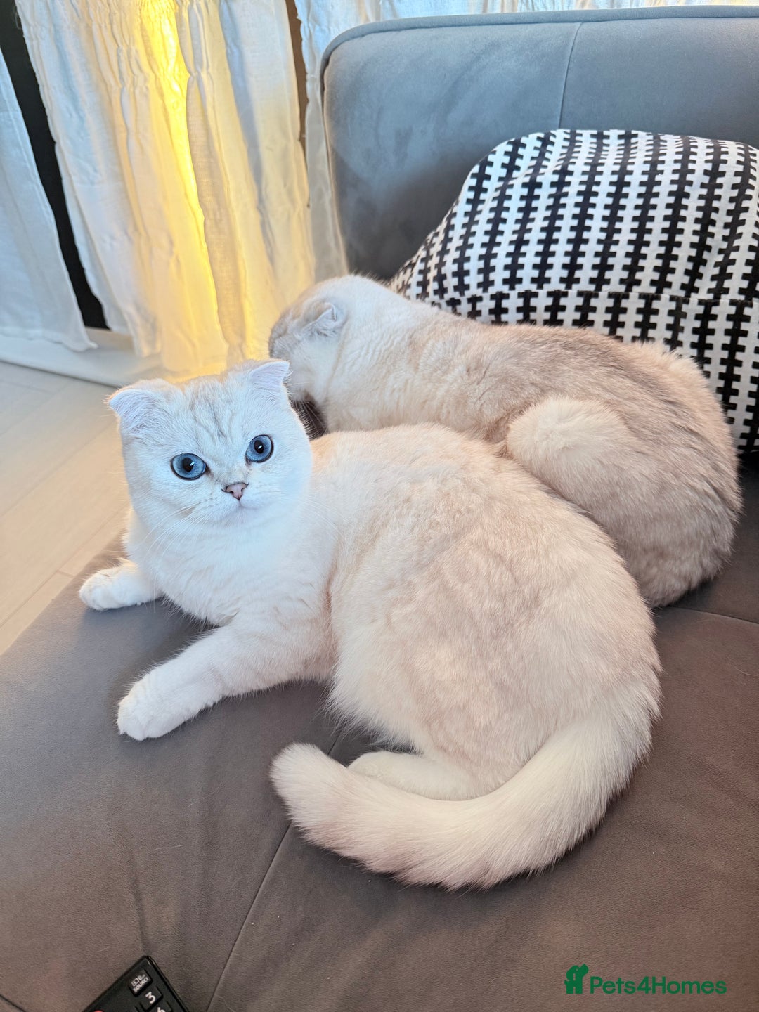 Scottish Fold cats for sale: White Scottish Fold Female looking for loving home - Advert 22