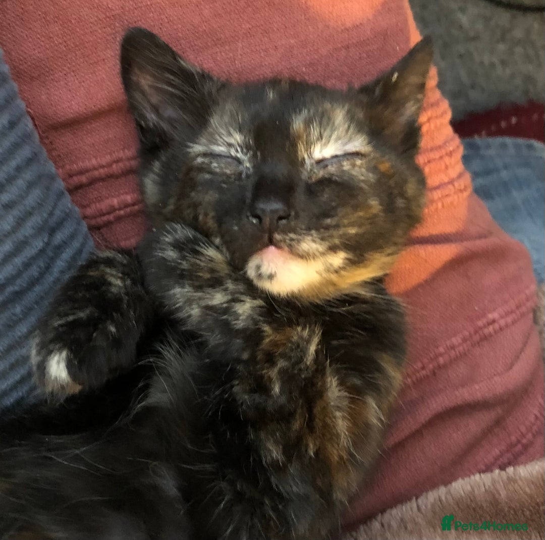 Mixed Breed cats for sale: 3 kittens available in Warrington! 2 male 1 female - Advert 8