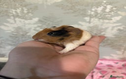 Guinea Pig rodents for sale: 3 female guinea pigs  - Image 7