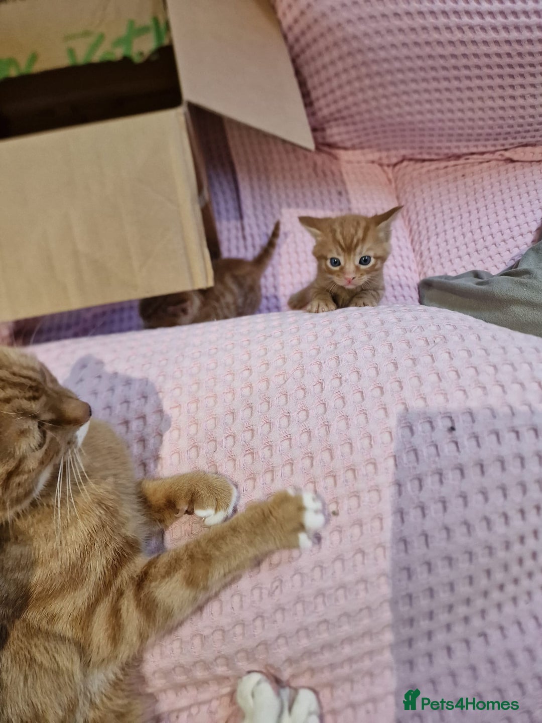 Mixed Breed cats for sale: Cute Ginger Boy ! - Advert 14