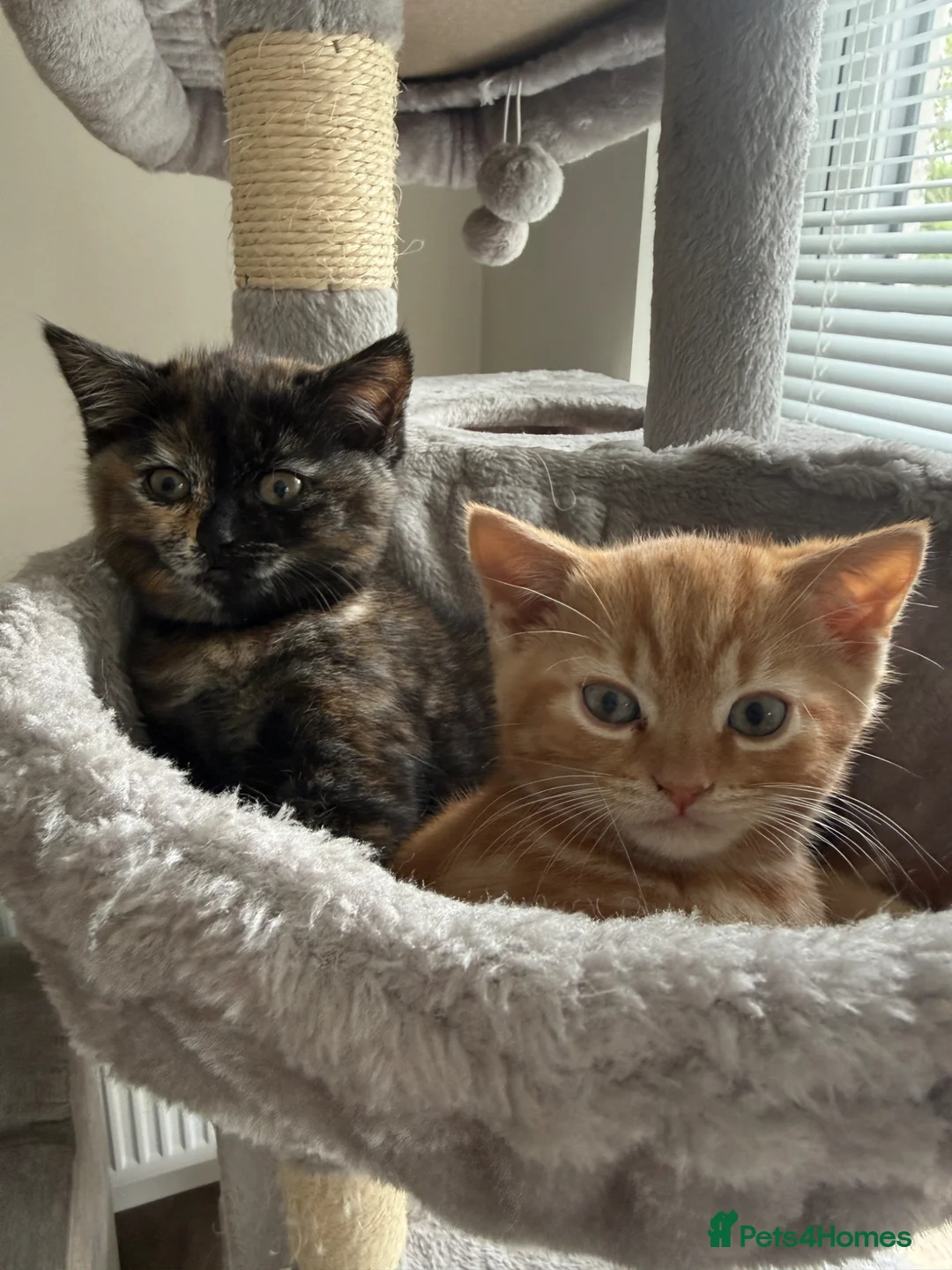 Mixed Breed cats for sale: Beautiful Kittens for Sale - Advert 2
