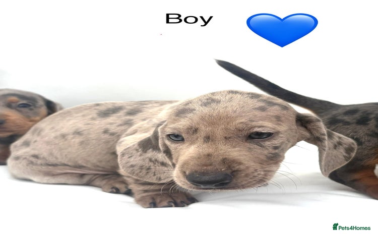 Miniature Dachshund dogs - Advert 15