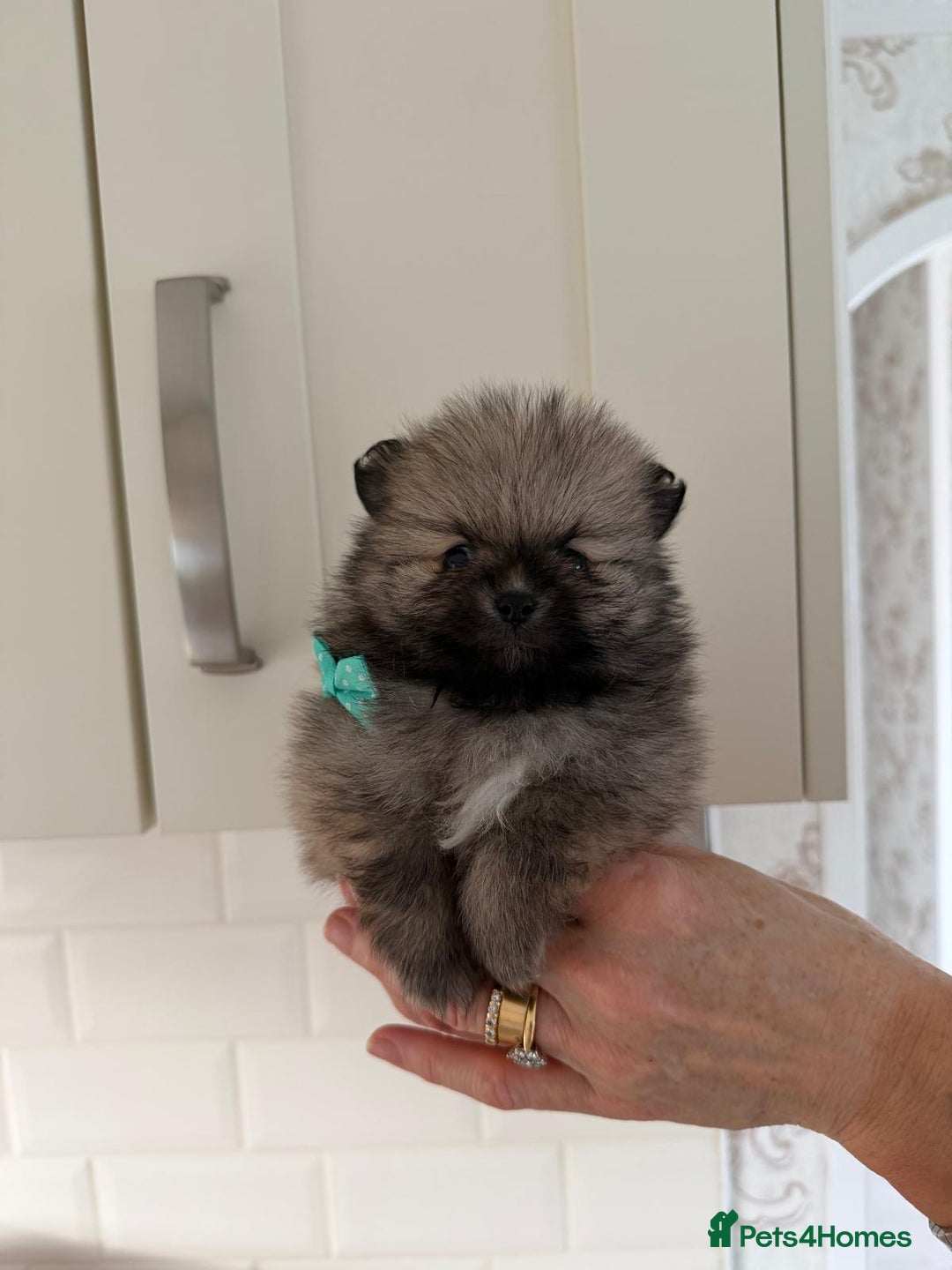 Pomeranian dogs for sale: 4 beautiful Pomeranians available for reservation - Advert 14