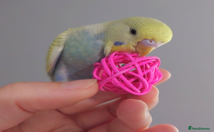 Budgerigars birds - Advert 3