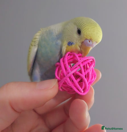 Budgerigars birds - Advert 4